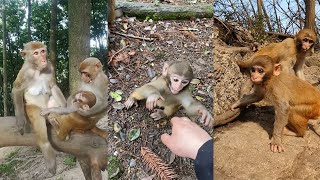 The Best of Monkey Videos - A Funny Monkeys Compilation Ep2