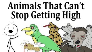 Top 10 Animals That Love Being High