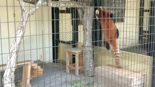 2018年8月4日 14:19 釧路市動物園 レッサーパンダ コキン 大はしゃぎ！