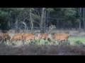 edelherten op de veluwe