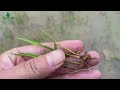 pest of rice rice thrips and control