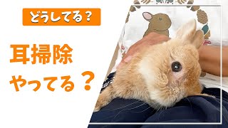 【うさぎ  耳掃除 外耳炎】うさぎの耳掃除どうしてる？