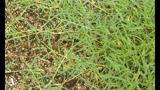 How To Control Bermuda Grass