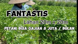 Fantastis, penghasilan 8juta per bulan ‼️budidaya tanaman seledri