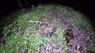 Screaming bullfrog