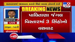 Bhavnagar: Jain monks left terror-stricken after lion seen roaming at foothills of Shetrunji| TV9