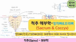 척추해부학_엉치뼈(천추, Sacrum) \u0026 꼬리뼈(미추, Coccyx)