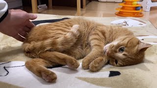 お尻トントン Spanking the cat 脚が動いて声が出る猫【最後の叫びは何なの？】