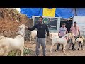 Kota Jungle Ka Super Collection At MSK Goat Farm Bhiwandi | Sohail Bhai Ka Luxurious Farm Big Goats.