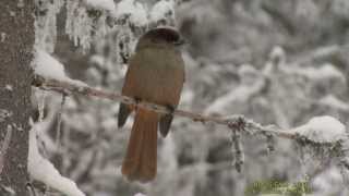 LAVSKRIKA  Siberian Jay  (Perisoreus infaustus)  Klipp - 1295