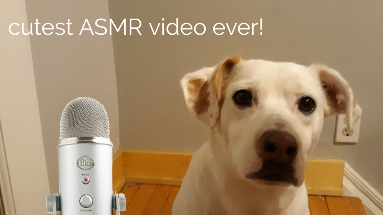 My Dog Does Asmr Cutest Thing Ever Youtube