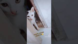 মিসুটা এভাবে সারাক্ষণ আমায় পাহারা দিতে থাকে #catlover