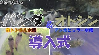 【熱帯魚 飼育】コリドラスパンダ、オトシンクルスを別々の水槽へと導入