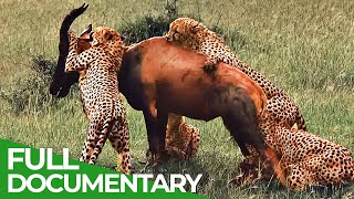 Wildlife Instincts | Cheetah - The Fastest Animal on Earth | Free Documentary Nature