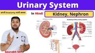 Urinary system || kidney || nephron || Neet ||Nursing||Medical|| Pharmacy