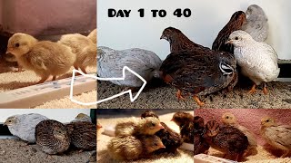 Quail growth stages 1 to 40 days | Nena's birds