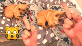 Funny Dogs React to Middle Finger 🤣 | Try Not To Laugh | JoysPets