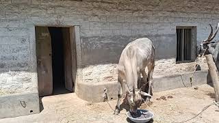 Beautiful Hallikar ox pair belongs to Siddaganga Matta in Kyathasandara, Tumkur