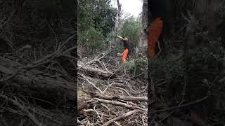 Clearing dead oaks with the stihl ms 361 for more firewood. #stihl #chainsaw #firewood #arborist