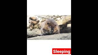 Sleeping beaver