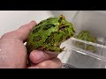 大量のカエルを総メンテ【クランウェルツノガエル　飼育】cranwell s horned frog