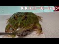 大量のカエルを総メンテ【クランウェルツノガエル　飼育】cranwell s horned frog