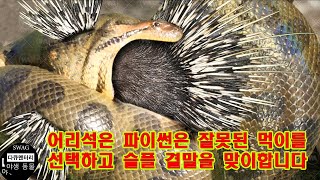 어리석은 파이썬은 잘못된 먹이를 선택하고 슬플 결말을 맞이합니다 - 동물의 세계