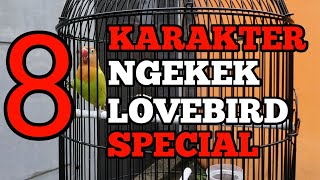 8 Karakter Ngekek Lovebird Konslet - Ciri Ciri Lovebird Konslet