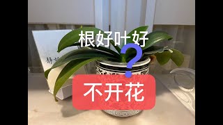 【20114】蝴蝶兰根叶都好，不开花，怎么办？怎么让蝴蝶兰出花芽？// 静姐说花311