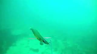 Underwater flathead strike on a Yamashita squid jig