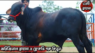 আজকে সব অরিজিনাল ব্রাহামা ষাড় গরুর মেলা,গরু কিনুন কম দামে।#brahman #cow