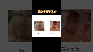 違いすぎやろ#shorts#short#funny#cute#pets#hamsters#ハムスター #歌ってみた #vtuber