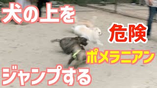 【危険】犬の上をジャンプするポメラニアン　〜危うく衝突〜　【ショート動画】