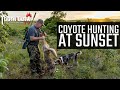 Coyote Hunting At Sunset