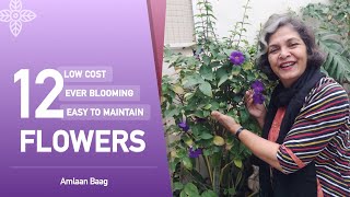 12 Low Cost, Easy to Maintain, Ever Blooming Flowers | साल भर फूल देने वाले सस्ते पौधे