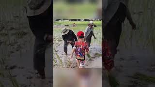 រៀនស្ទូងស្រូវ #short #pichtv #cambodia #cute #Transplanting rice