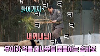 [에버랜드 판다월드]얍!얍!! 엄마와 눈 위에서 즐거운 시간/머리끄댕이 잡히고 들어가는 루이와 먹을꺼 찾느라 안들어가는 후이/후이의 먹거리를 줍줍하는 송바오