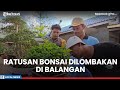 Ratusan Bonsai Dilombakan di Desa Sumber Rejeki Balangan, Tawarkan Hadiah Kelinci Hingga Kambing