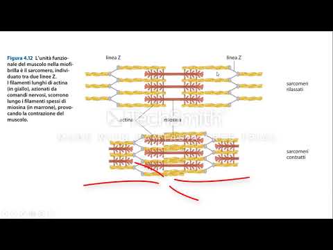 La Contrazione Muscolare - YouTube