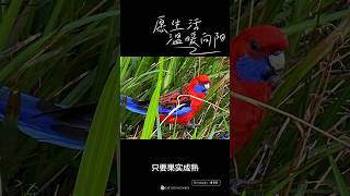 Rainbow parrot (11月浆果成熟，吸引来了彩虹鹦鹉）