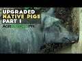 Native Pig Farming Philippines: Why Cross Breeding is Profitable | Upgraded Native Pig Part 1