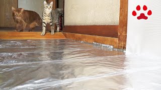 もしも廊下がアルミホイルだったら猫たちはどうする？【瀬戸の三毛猫日記】