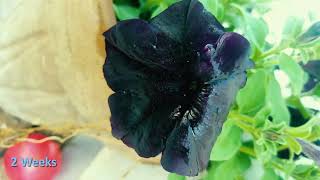 Rare Black Petunia facts.spring, summer, exotic carnivorous black flower.full bloom watch till end