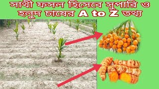 সুপারি চাষ পদ্ধতি। হলুদ চাষ পদ্ধতি। সাথী ফসল হিসেবে সুপারি ও হলুদ চাষ পদ্ধতি।