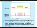 bio233 a u0026p 1 lecture chapter 15 sensory pathways and the somatic nervous system part 1 2023