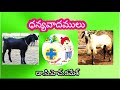 ఫారంలో పెంచడానికి గొర్రెలు మేకలు ఏవి బెటర్ by veterinary vignanam of dr ch ramesh vet