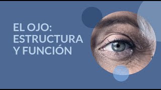 El ojo: Estructura y función