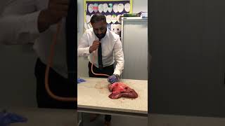 Lung inflation in Science Lesson                                      #science #