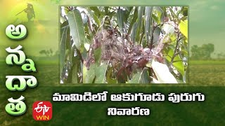 Leaf Webber in Mango gardens | మామిడిలో ఆకుగూడు పురుగు నివారణ | ETV Telugu