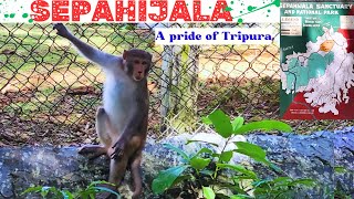 Unexpected Trip To Zoo At Sepahijala|Visiting Sepahijala Wildlife Sanctuary #aninagartales